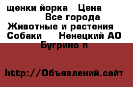 щенки йорка › Цена ­ 15 000 - Все города Животные и растения » Собаки   . Ненецкий АО,Бугрино п.